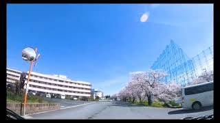 佐保川の桜並木　奈良市 2022年