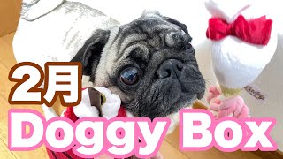 [Doggy Box] Eat, play, and moisturize Pug Don-chan! !! !! February Doggy Box! !! !!