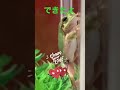 出来ました。お利口さん かわいい カエル frog