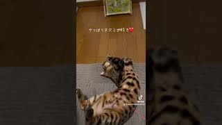 ネズミのおもちゃが結局1番好き！#ベンガル# #bengalcat #cat #猫のいる暮らし