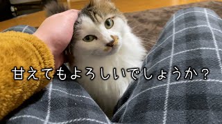 寝おき早々に甘えてくる兄猫とマイペースな弟猫