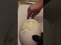 perfectly cooked hard boiled ostrich egg