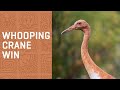 Our First WHOOPING CRANE Chick is now in the Wild!