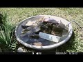 2023 0724 sparrow at the bird bath