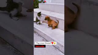 🐱cat and dog 🐕friend#shorts #viral #comedy #funny #trending