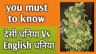 || देसी धनिया Vs English धनिया || रोचक बातें जरूर जाने।