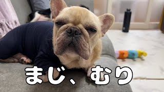 お風呂が嫌すぎて人相ならぬ犬相が変わってしまった愛犬の姿#フレンチブルドッグ #キャバリア #チワワ #多頭飼い #いぬ