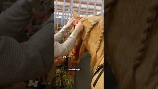 GRWM To Run At A Pro Rodeo! #horse #equestrian #barrelracing