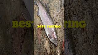 Ikejime Rainbow Trout | Humane way to kill a fish #shorts #fishing #troutfishing