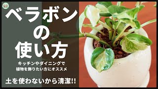 土を使わないで観葉植物を育てる！ベラボンの使い方【ポトスの植え替え】