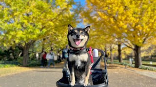 柴犬と紅葉を昭和記念公園へ見に行こうよ！