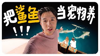 搏命追鯨鯊和魔鬼魚!!!｜介紹舒森Michiyo的新寵物｜在無人荒島上發現辣妹...【馬爾代夫八點檔】