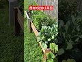 迷你菜园 后院种菜 vegetables garden