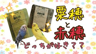 【レビュー】粟穂と赤穂どっちが好き？オカメインコ　ウロコインコ　セキセイインコ　Budgerigar　Cockatie Green-cheeked parakeet  Pyrrhura molinae