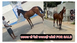 Marwadi filly for sale at very best and cheap price / good quality good blood line #marwadi #filly