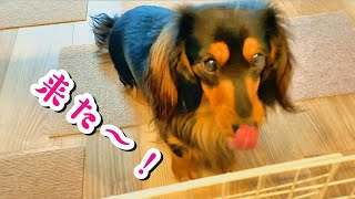 【朝の風景】お粥とドッグフードの待ち方が違いすぎる愛犬。[ ミニチュアダックスフンド ] #dog #ワンコ #かわいい犬 #dachshund #cutedog #お粥 #porridge #待つ