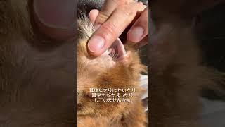 猫の体調の変化を見逃さない為に