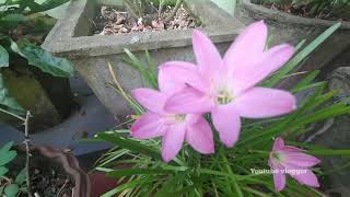 Zephyranthes minuta plant