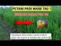 Testimoni pupuk Sv7 pada tanaman padi #pupuksv7