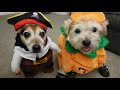I made my dogs wear ridiculous Halloween 2019 costumes