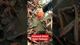 Pemecah rekor belut terbesar di dunia #ngurekbelut #mancingbelut