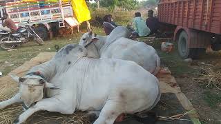 Ganuga panta rajeshekar reddy Bulls darsi.....in pagunta venkatapuram gadwal...