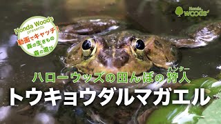 【HondaWoods presents】動画でキャッチ！ 森の生きもの＆森の遊び　ハローウッズの田んぼの狩人トウキョウダルマガエル