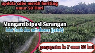 tips mengantisipasi serangan lalat buah dan busuk buah atau antraknosa.