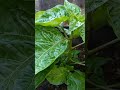 #2023 how to prune your Scotch bonnet pepper