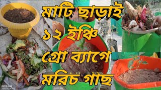 টবে মাটি ছাড়াই ১২ ইঞ্চি গ্রো ব্যাগে মরিচ গাছ চাষ||Light weight growbag plant #chad #plants