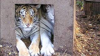 Backyard Tigers of America...