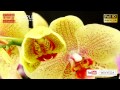 full hd 1080p 美的因 台灣 花博 蘭花 綻放 紓壓篇 花開 縮時攝影 timelapse bc 136