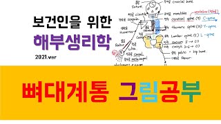 해부생리학) 뼈대계통 그림공부