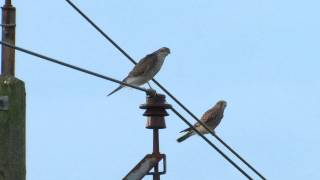 sparrow hawk and kestrel