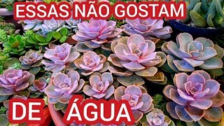 16 SUCULENTAS QUE NÃO GOSTAM DE ÁGUA,REGO 1 VEZ POR SEMANA