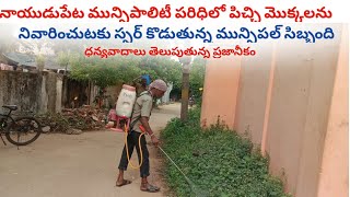 NYP(MBVC)నాయుడుపేట మున్సిపాలిటీ పరిధిలో పిచ్చిమొక్కలనునివారించుటకు స్పర్ కొడుతున్నమున్సిపల్ సిబ్బంది