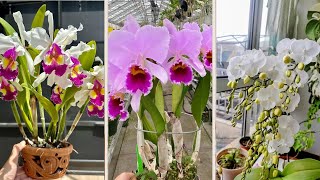 DICAS PARA VOCÊ NÃO FAZER NAS ORQUÍDEAS COM FLORES E RAÍZES GRANDES