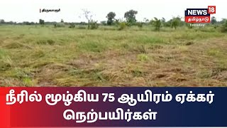 திருவாரூர் மாவட்டத்தில் கனமழையால் 75 ஆயிரம் ஏக்கர் நெற்பயிர்கள் நீரில் மூழ்கின | Heavy Rain