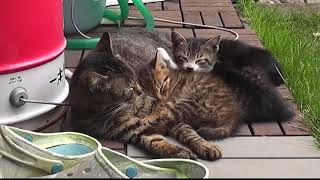 子猫3兄弟、母猫にピッタリくっついてお昼寝中 kitten and mother