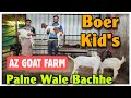 2025 Palne Wale Boer Goat Kids At AZ GOAT FARM | Boer Bakre In Bhiwandi