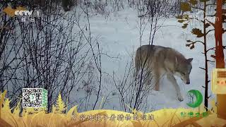 《秘境之眼》 狼 20210424| CCTV