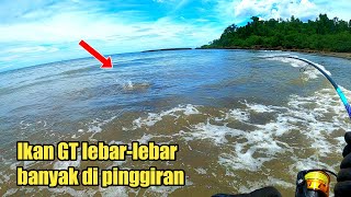 SENSASI STRIKE IKAN MONSTER! strike babon GT bertubi-tubi di pinggiran pantai