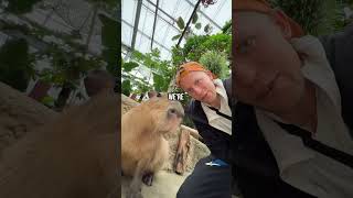 Visiting the MOST POPULAR ANIMAL in the WORLD! (Capybaras) #shorts