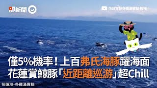 上百隻弗氏海豚躍海面　花蓮賞鯨豚幸運遇「近距離巡游」｜海豚群｜集體行動