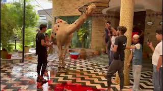 Professional Qasai Camel ko Qurban krte hoe | Camel Ki Takbeer