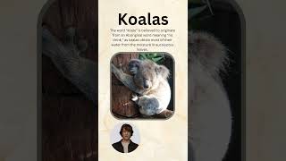 Koala Koalafication | No Drink