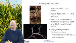 Corn Growth and Development Staging Systems, (corn, part 2/3)