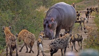 Kiboko Alipatwa Na Fisi Ikawaje Hippo Vs Hyenas Pack Leopard Furious At Car for noise disturbances