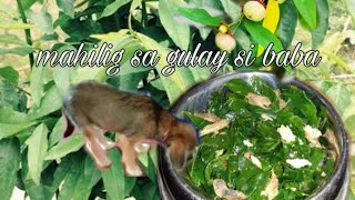 CHINESE MALUNGGAY PAGKAIN NG ASO KO | ASONG MAHILIG SA GULAY