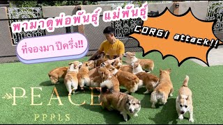 CORGI | บุกcorgi farm คอร์กี้เยอะมากกกก!! โดนลุมเละ peacepppls EP.1